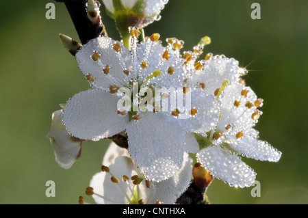 Wildkirsche, Süßkirsche, Gean, Mazzard (Prunus Avium), blühen im Morgentau, Deutschland, Nordrhein-Westfalen Stockfoto