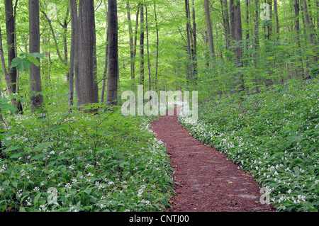 Bärlauch (Allium Ursinum), Frühling mit Bärlauch, Deutschland, Thüringen, Nationalpark Hainich Holz Stockfoto