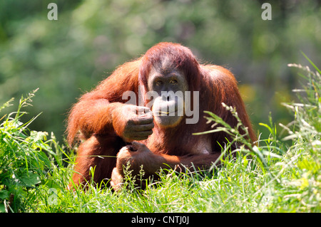 Sumatra-Orang-Utan (Pongo Pygmaeus Abelii, Pongo Abelii), sitzen auf einer Wiese Rasen essen Stockfoto