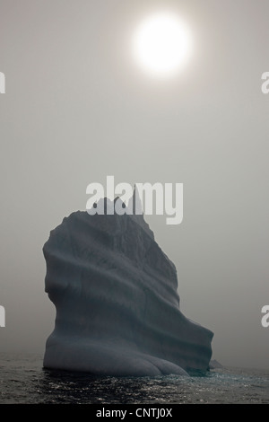 Eisberg im Nebel, Ammassalik, Ostgrönland, Tasiilaq, Grönland Stockfoto