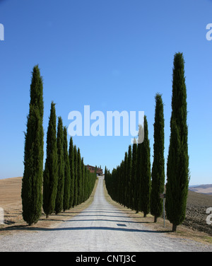 Italienische Zypresse (Cupressus Sempervirens), Cyress-Gasse in der Toskana, Italien, Toskana Stockfoto