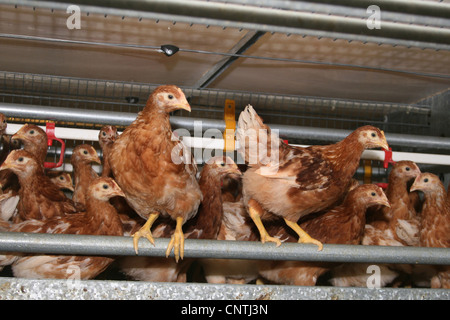 Hausgeflügel (Gallus Gallus F. Domestica), braunen jungen Legehenne in ihrem stall freeranging Stockfoto