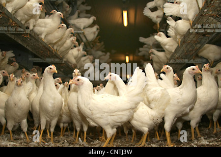 Hausgeflügel (Gallus Gallus F. Domestica), weißen jungen Legehenne in ihrem stall freeranging Stockfoto