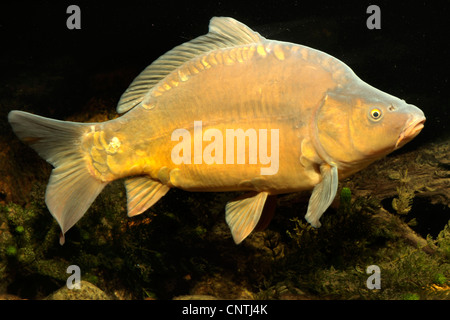 Karpfen, Karpfen, europäischen Karpfen (Cyprinus Carpio), Lederkarpfen, Deutschland, Oberpfalz Stockfoto