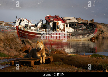Grönlandhund (Canis Lupus F. Familiaris), Schiffswrack und am Ufer, Ammassalik, Ostgrönland, Tasiilaq, Grönland Stockfoto