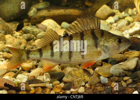 Barsch, Europäische Barsch, Redfin Barsch (Percha Fluviatilis), Schwimmen in der Nähe von Kies-Boden, Deutschland, Chiemsee Stockfoto