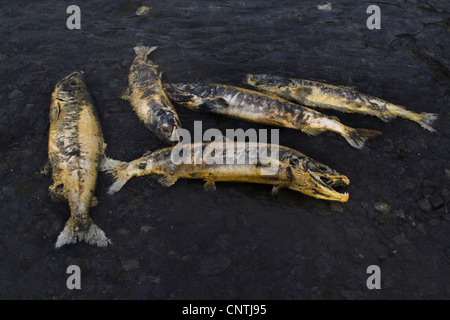 Chum Lachs (Oncorhynchus Keta), liegen im flachen Wasser gestorben erschöpft nach der Laichablage, USA, Alaska, Kodiak Island Stockfoto