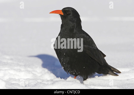 rot-billed Alpenkrähe (Pyrrhocorax Pyrrhocorax), auf dem Boden im Schnee, Marokko Stockfoto