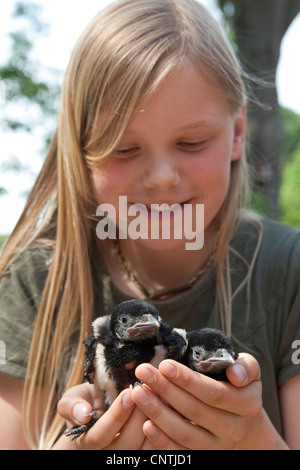 Schwarz-billed Elster (Pica Pica), Mädchen mit einem Jugendlichen in ihren Händen, Deutschland Stockfoto