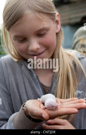 inländische Iltis, inländische Frettchen (Mustela Putorius F. Furo), Mädchen mit jungen Frettchen in ihren Händen, Deutschland Stockfoto