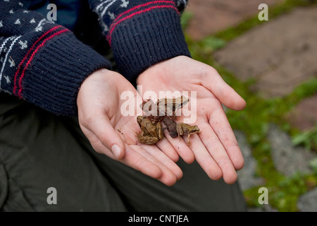 Grasfrosch, Grasfrosch (Rana Temporaria), Mädchen halten mehrere juvenile gemeinsame Frösche und Kröten in Händen, die ihren Laich hinterlassen haben Wasser und Fuß zu den Winterquartieren Stockfoto