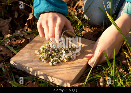 gemeinsamen Daisy, Rasen Daisy, englische Gänseblümchen (Bellis Perennis), Kinderhände schneiden Gänseblümchen auf ein Holzbrett auf einer Wiese, Deutschland Stockfoto