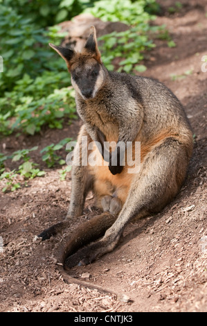 Swamp Wallaby, schwarz-Tail Wallaby (Wallabia bicolor), sitzt auf seiner "tail, Australien, Queensland, Lone Pine Sanctuary Stockfoto