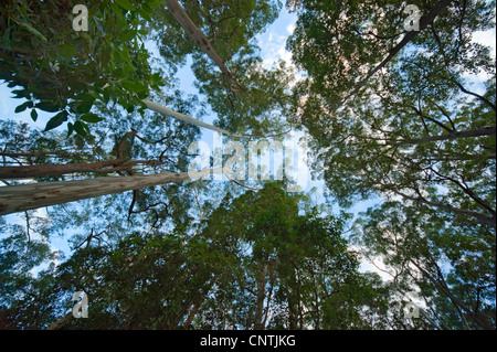 Eukalyptus, Gum (Eucalyptus spec.), Blick in die Baumwipfel, Australien, Queensland, Kondalilla Nationalpark Stockfoto