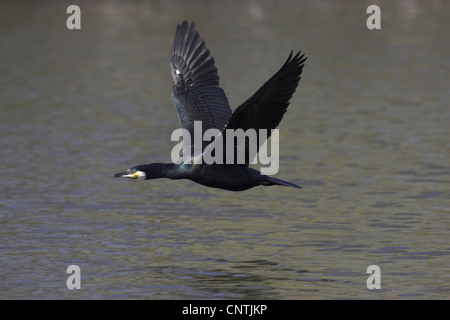 Kormoran (Phalacrocorax Carbo), fliegen über Wasser, Deutschland Stockfoto