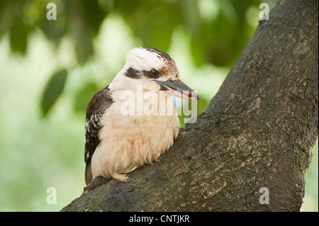 Laughing Kookaburra (Dacelo Novaeguineae), Baum, Australien, Queensland Stockfoto