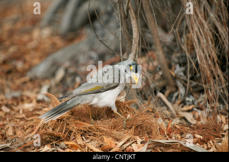 Laut Bergmann (Manorina Melanocephala), auf der Suche nach Verschachtelung Material auf dem Boden, Australien, Queensland Stockfoto