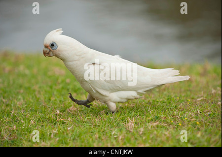 Nacktaugenkakadu (Cacatua sanguineaund), geht auf einer Wiese, Australien, Queensland Stockfoto