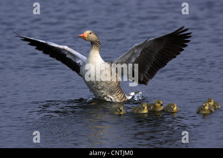 Graugans (Anser Anser), mit Küken auf dem Wasser, Deutschland Stockfoto