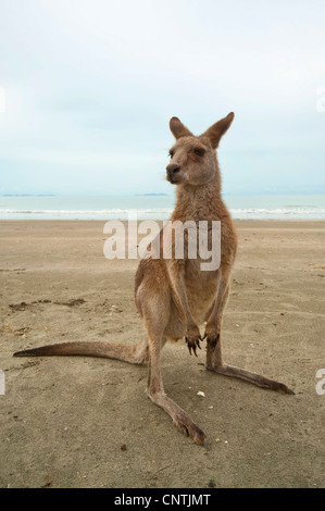 östliche graue Känguru (Macropus Giganteus), am Strand, Australien, Queensland, Cape Hillsborough Stockfoto