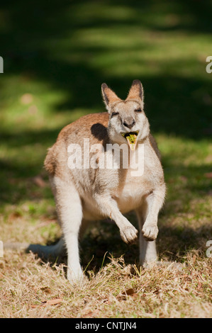 Agile Wallaby, sandigen Wallaby (Macropus Agilis, Wallabia Agilis), herausstrecken der Zunge, Australien, Queensland, Cape Hillsborough Stockfoto