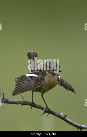 gemeinsamen Schwarzkehlchen (Saxicola Torquata), weibliche auf einem Ast mit Flügeln, Deutschland Stockfoto