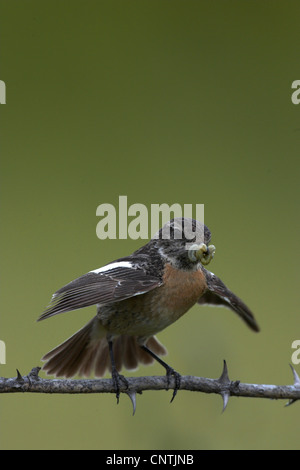 gemeinsamen Schwarzkehlchen (Saxicola Torquata), weibliche auf einem Ast mit Flügeln, Deutschland Stockfoto