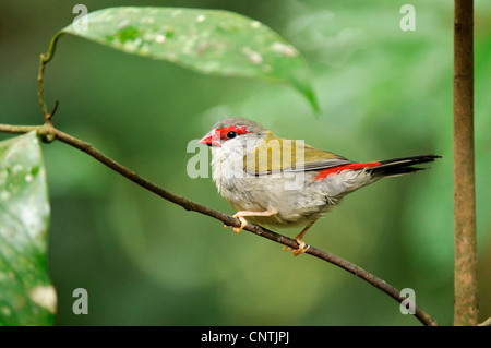 Rot-browed Wellenastrild, Australian Red browed Firetail Finch (Aegintha Temporalis, Neochmia Temporalis) auf Zweig, Australien, Queensland Stockfoto
