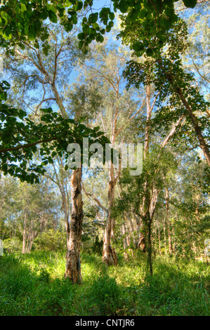 Eukalyptus, Gum (Eucalyptus spec.), gum Tree Wald, Australien, Queensland Stockfoto