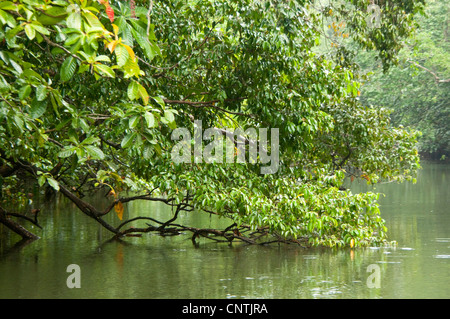 Regenwald in Nord-Australien, Australien, Queensland, Daintree River Stockfoto