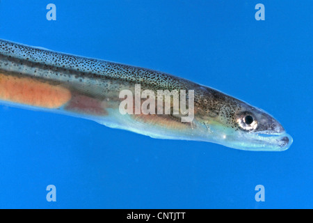 Aal, Europäischer Aal, Fluß-Aal (Anguilla Anguilla), portrait Stockfoto