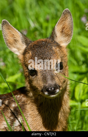 Reh (Capreolus Capreolus), Fawn, Porträt, Deutschland Stockfoto