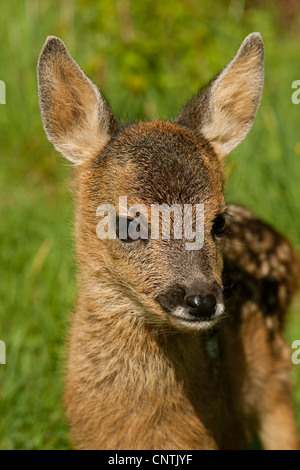 Reh (Capreolus Capreolus), Fawn, Porträt, Deutschland Stockfoto