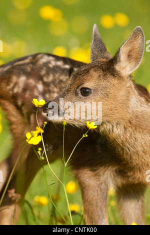 Reh (Capreolus Capreolus), fawn schnüffeln auf eine Blume, Deutschland Stockfoto