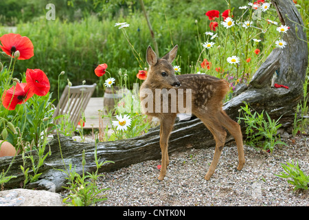 Reh (Capreolus Capreolus), fawn, im Garten, Deutschland Stockfoto