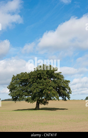 Stieleiche pedunculate Eiche, Stieleiche (Quercus Robur), einzelne Eiche auf einem Feld, Deutschland Stockfoto