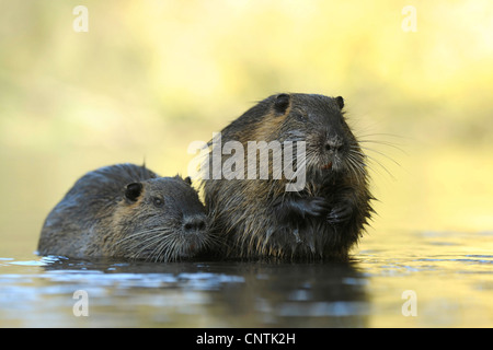 Nutrias, Nutria (Biber brummeln), zwei Personen im Wasser, Deutschland Stockfoto