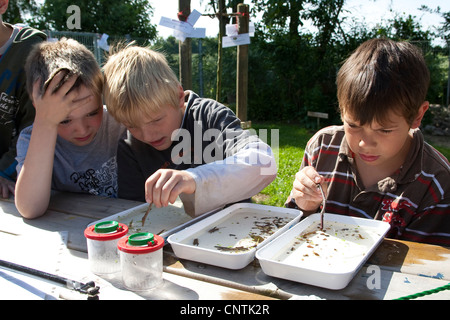 Grundschüler beobachten Tiere gefangen im selbstgebauten Teich im Garten Schule in waterbowls Stockfoto