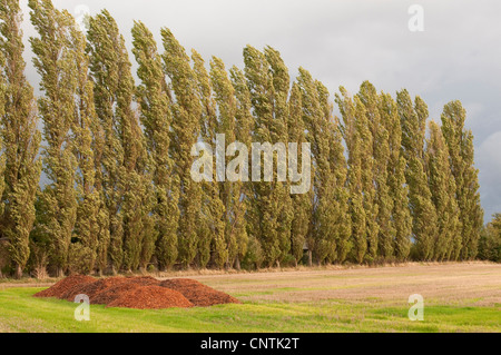 Aspen, Pappeln (Populus spec.), Pappel-Allee bei Gewitterstimmung, Dänemark, Moen Stockfoto