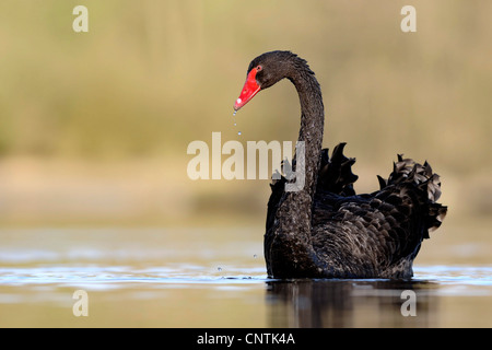 schwarzer Schwan (Cygnus olor), an einem See schwimmen Stockfoto