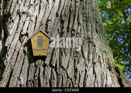 Eiche (Quercus spec.), melden Sie für Naturdenkmal auf eine 800 Jahre alte Eiche, Deutschland, Brandenburg, Naturpark Maerkische Schweiz Stockfoto