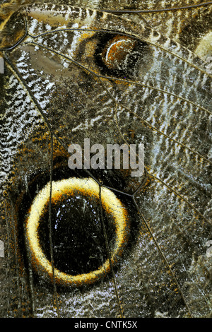 Lila Eule (Caligo Beltrao), Detail des Flügels Stockfoto