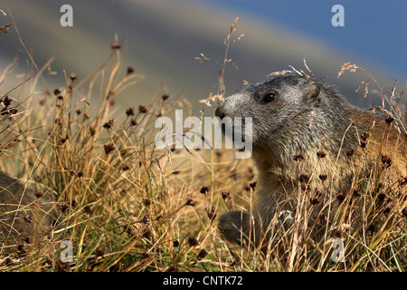 Alpine Murmeltier (Marmota Marmota), sitzen im trockenen Grases am Großglockner, Österreich, Nationalpark Hohe Tauern Stockfoto