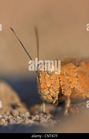 Blau-geflügelte Heuschrecke (Oedipoda Coerulescens), Porträt, Deutschland, Hessen, Viernheimer Heide Stockfoto