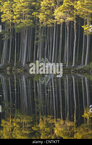 Föhre, Scots Kiefer (Pinus Sylvestris), Pinienwald an einem Seeufer, spiegelt sich im Wasser, Großbritannien, Schottland Stockfoto