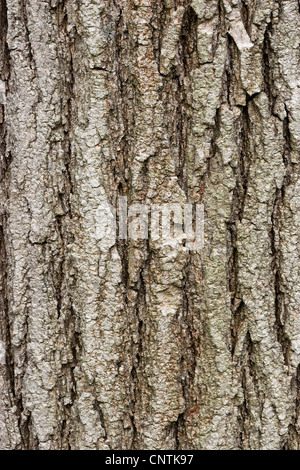 Japanische Pagode Baum (Sophora Japonica), Rinde Stockfoto