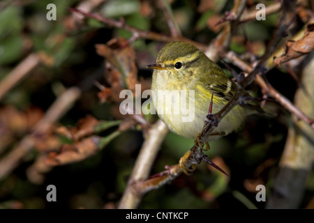 gelb-browed Laubsänger (Phylloscopus Inornatus), am Zweig, Deutschland, Schleswig-Holstein, Helgoland Stockfoto