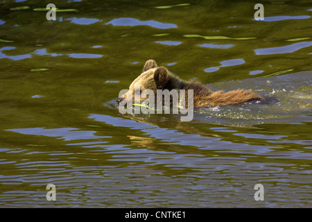 Braunbär (Ursus Arctos), juvenile schwimmen Stockfoto