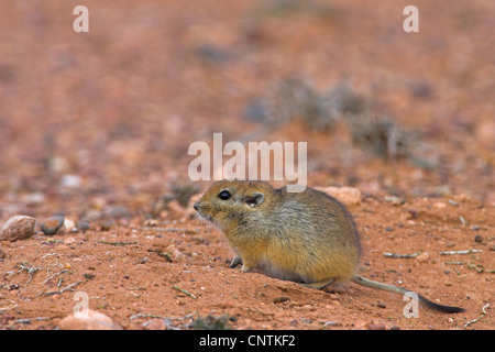 Fette Sand Ratte (Psammomys Obesus), im Lebensraum Stockfoto