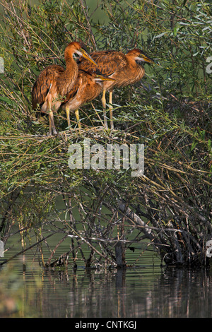 Purpurreiher (Ardea Purpurea), drei Jungvögel im Nest, Deutschland, Rheinland-Pfalz Stockfoto